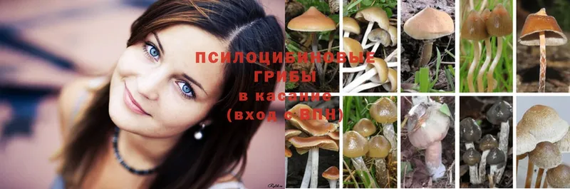 Псилоцибиновые грибы Magic Shrooms  купить  цена  Энем 